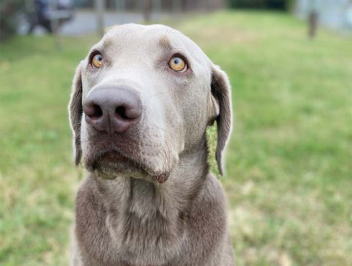 Dog Veterinarian